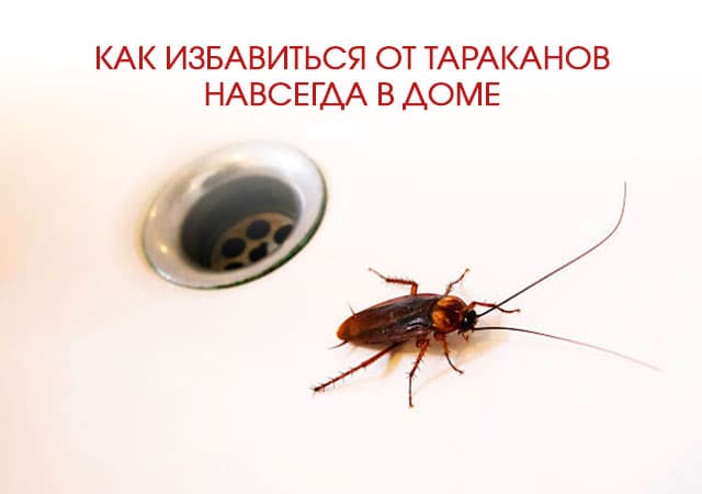 Как избавиться от тараканов в доме в п. Лесном Городке