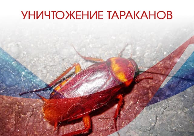 Уничтожение тараканов в п. Лесном Городке